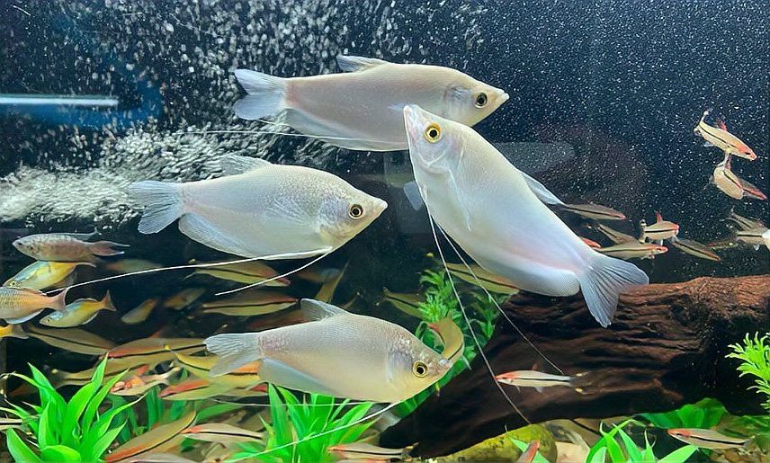 曼龍魚吃的多嗎