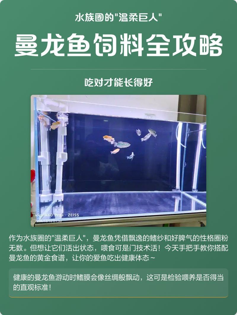 曼龍魚吃的多嗎