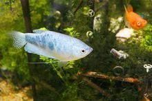 曼龍魚吃的多嗎