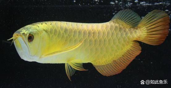 龍魚配幾條魚好養(yǎng)（如何維護龍魚混養(yǎng)水質(zhì)）