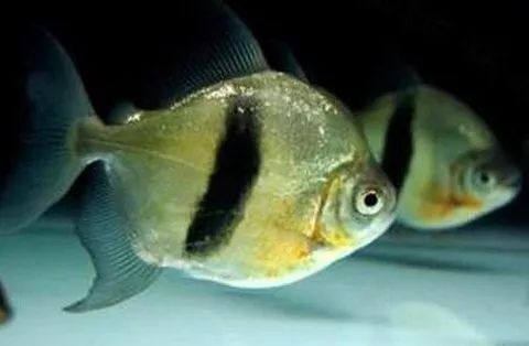 龍魚尾巴上長白點怎么治療？：如何正確使用龍魚驅蟲藥