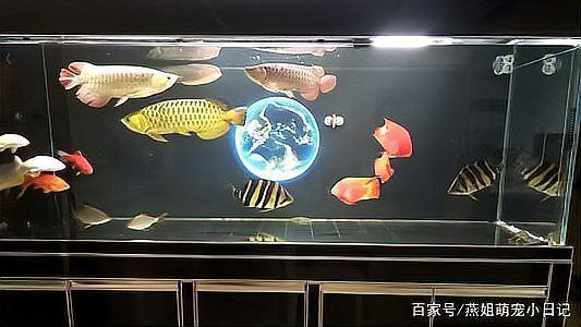 斑馬鴨嘴魚和龍魚混養好不好養活呢視頻