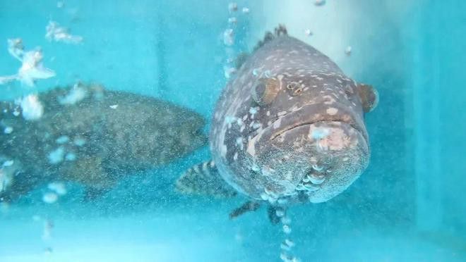 廣州哪里是批發(fā)龍魚(yú)的地方