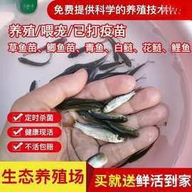 廣州哪里是批發(fā)龍魚(yú)的地方