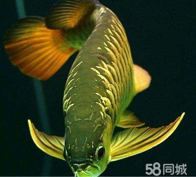 為什么金龍魚顏色不一樣：為什么金龍魚的顏色不一樣