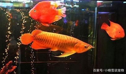 紅龍魚的種類排行榜：關于紅龍魚的一些主要種類及其特點