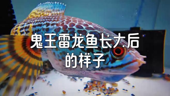 鬼王雷龍魚的價格是多少？