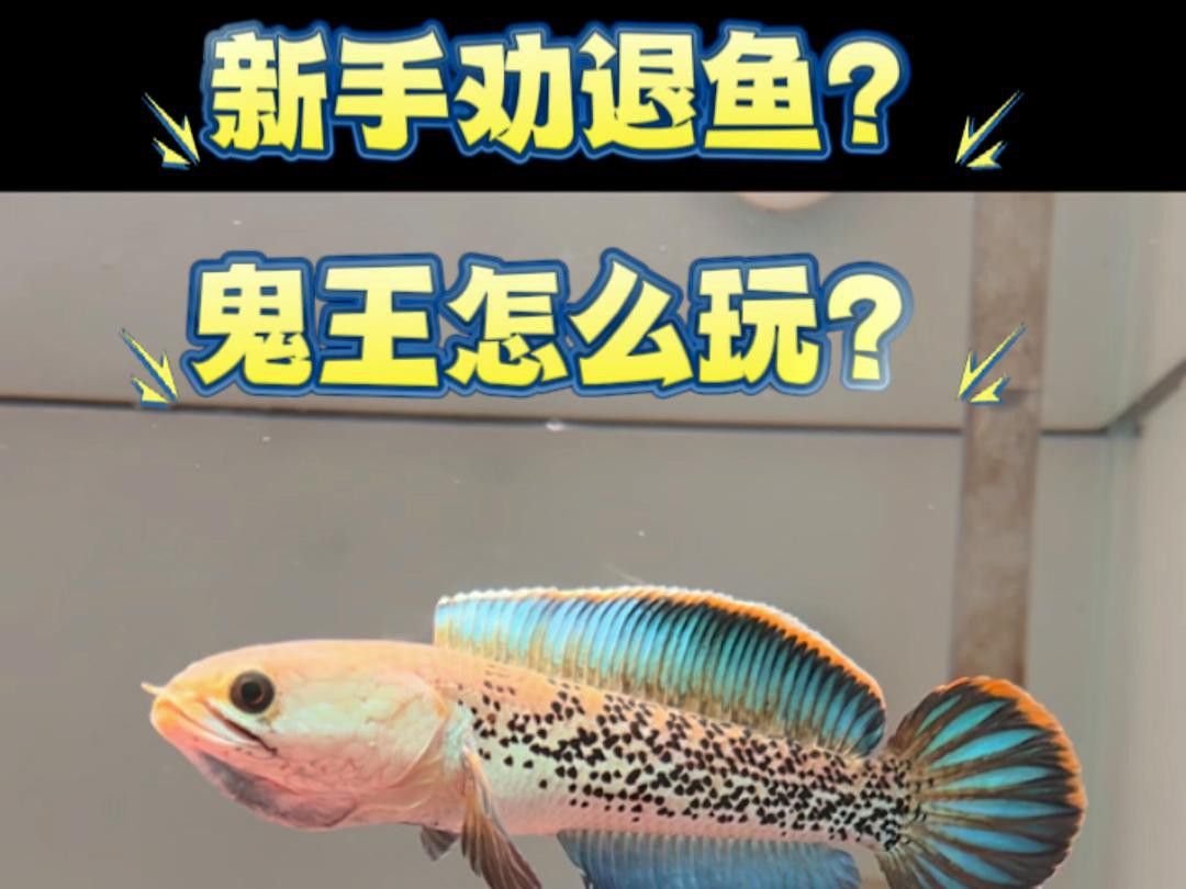 鬼王雷龍魚的價格是多少？