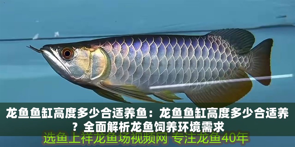 龍魚魚缸高度多少合適養(yǎng)魚：龍魚魚缸高度多少合適養(yǎng)？全面解析龍魚飼養(yǎng)環(huán)境需求