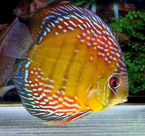 七彩神仙和龍魚混養：七彩神仙魚和龍魚可以混養嗎