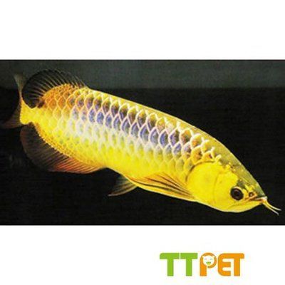 金龍魚品牌英文簡介：金龍魚品牌英文為\"