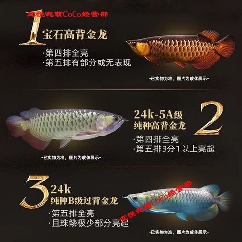 龍魚(yú)哪個(gè)品種最好最貴圖片大全集