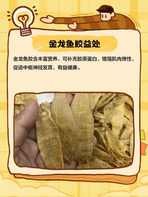 金龍魚膠圖片