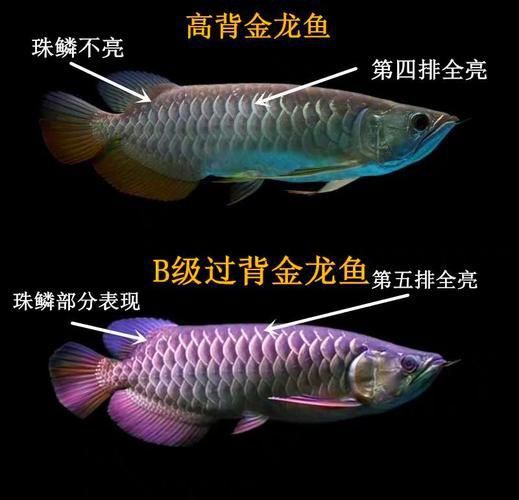 能否提供龍魚高背和過背的區別圖？