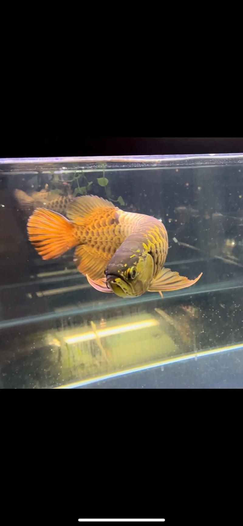 能否提供龍魚高背和過背的區別圖？