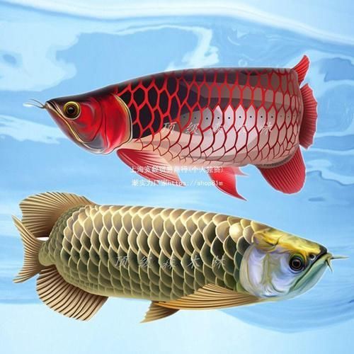 能否提供龍魚高背和過背的區別圖？