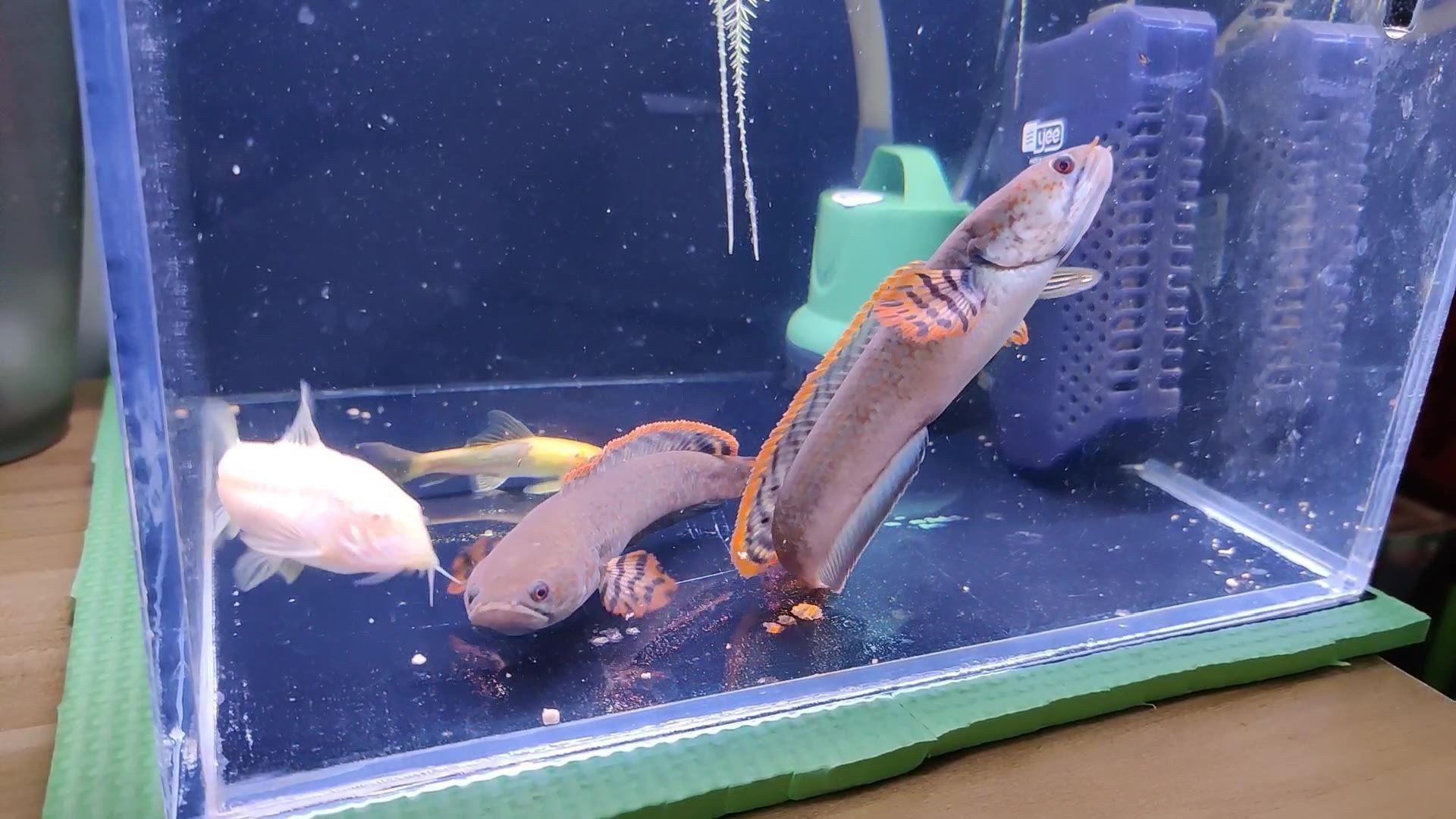 雷龍魚訓練喂食：雷龍魚吃飼料的方法和注意事項