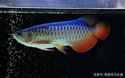 銀龍魚活餌喂養技巧：銀龍魚活餌喂養技巧對于維護它們的健康和活力至關重要