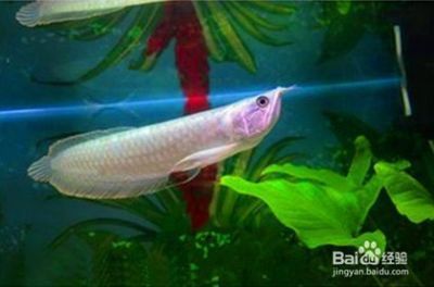 銀龍魚活餌喂養(yǎng)技巧：銀龍魚活餌喂養(yǎng)技巧對(duì)于維護(hù)它們的健康和活力至關(guān)重要