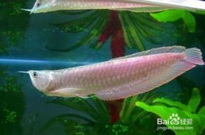 銀龍魚活餌喂養(yǎng)技巧：銀龍魚活餌喂養(yǎng)技巧對(duì)于維護(hù)它們的健康和活力至關(guān)重要