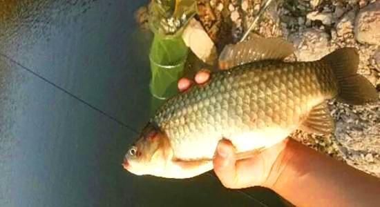 龍魚溫度多少狀態好釣呢：冬季龍魚釣魚應激反應預防龍魚應激反應預防