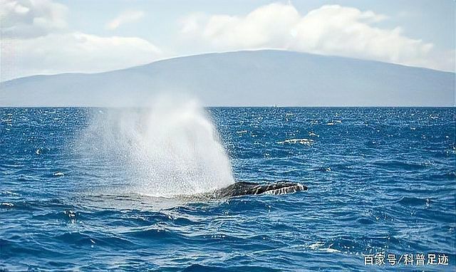 鯨魚是肺呼吸還是腮呼吸