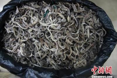 海龍魚干一天吃多少（海龍魚干一天吃多少合適？）
