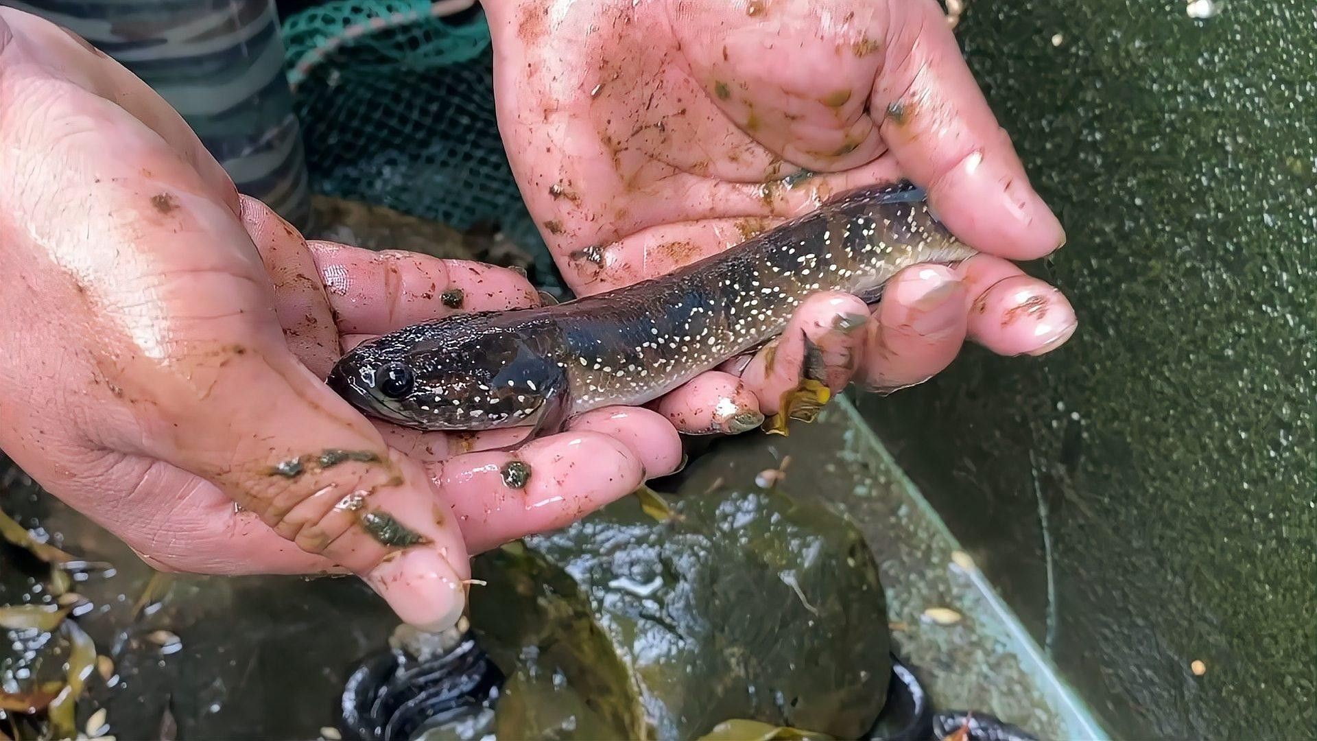 七星魚和雷龍魚哪個更具有觀賞性？