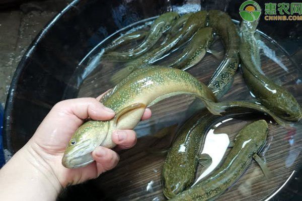 七星魚和雷龍魚哪個更具有觀賞性？