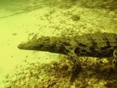 龍魚尾巴咬掉一塊能長(zhǎng)出來嗎：龍魚尾巴咬壞了多久可以長(zhǎng)好？全面解析恢復(fù)時(shí)間與護(hù)理方法