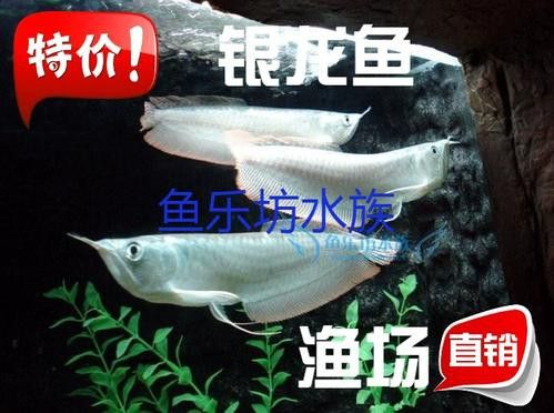 西安龍魚市場營業時間表圖片