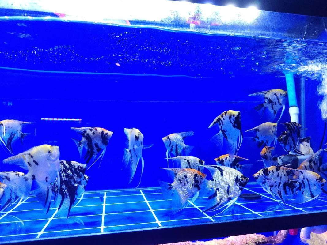 西安龍魚市場營業時間表圖片