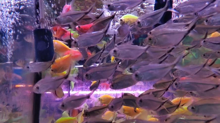 西安龍魚市場營業時間表圖片
