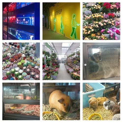 西安龍魚市場營業時間表圖片