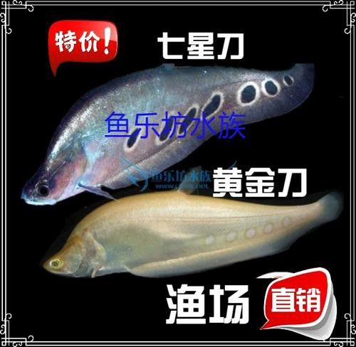 西安龍魚市場營業時間表圖片
