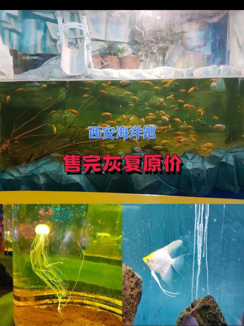 西安龍魚市場營業時間表圖片