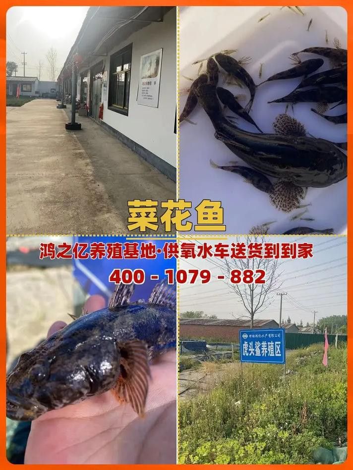 西安龍魚市場營業時間表圖片