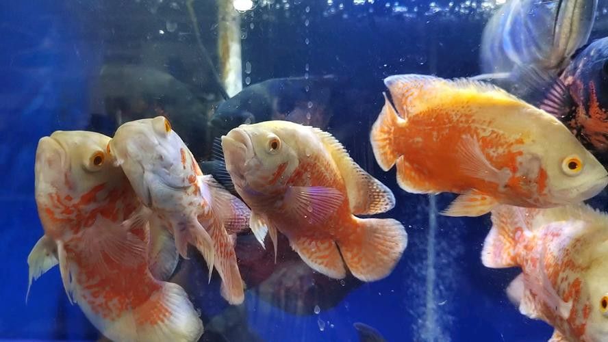 西安龍魚市場營業時間表圖片