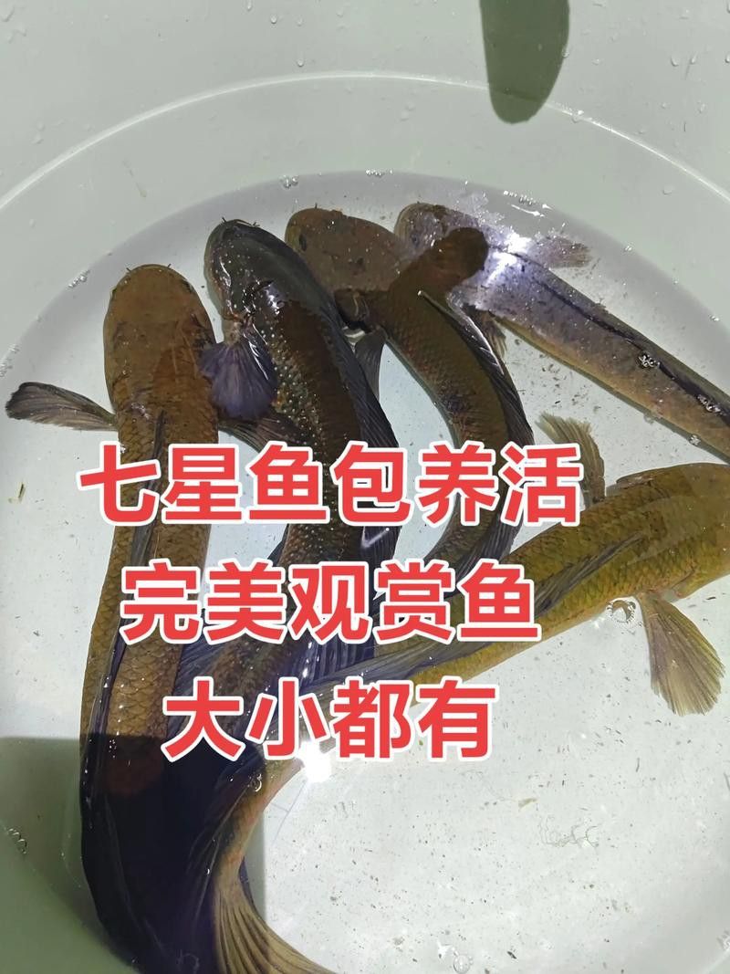 西安龍魚市場營業時間表圖片