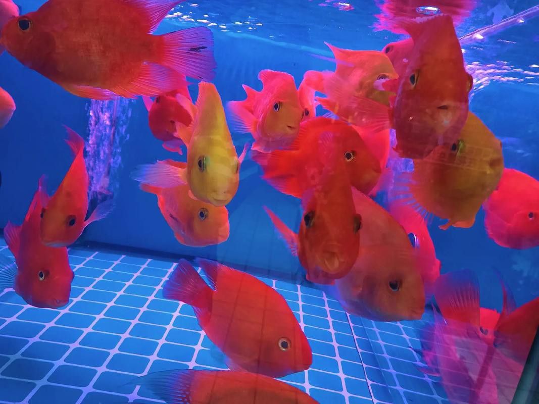 西安龍魚市場營業時間表圖片