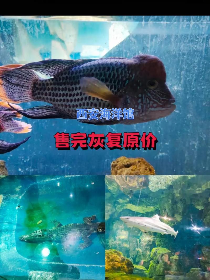 西安龍魚市場營業時間表圖片