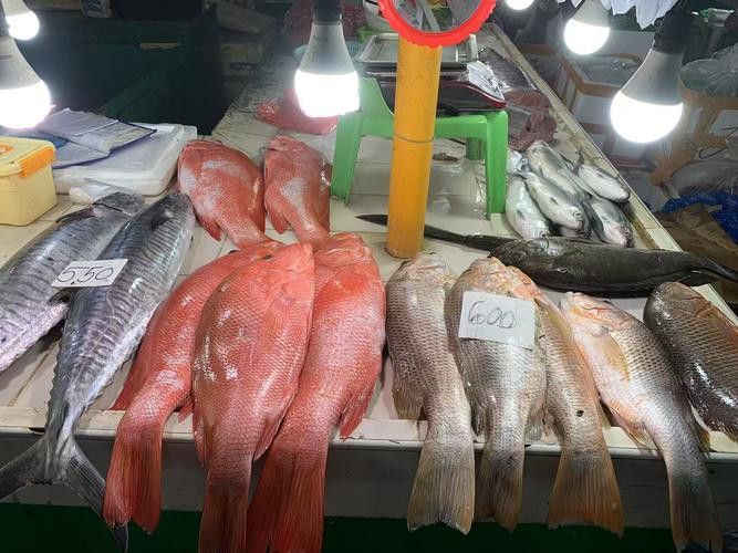 西安龍魚市場營業時間表圖片