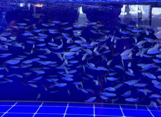西安龍魚市場營業時間表圖片