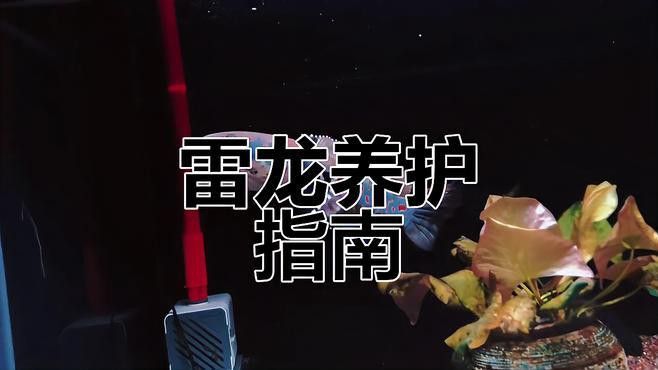 紅雷龍魚圖片大全大圖