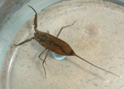 紅龍魚吃不吃小蝌蚪的魚苗（紅龍魚會吃小蝌蚪嗎）