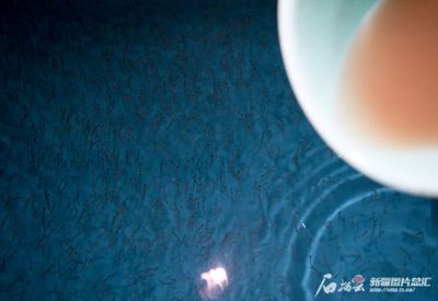 紅龍魚吃不吃小蝌蚪的魚苗（紅龍魚會吃小蝌蚪嗎） 紅龍魚吃不吃小蝌蚪的魚苗（紅龍魚會吃小蝌蚪嗎） 龍魚百科 第2張