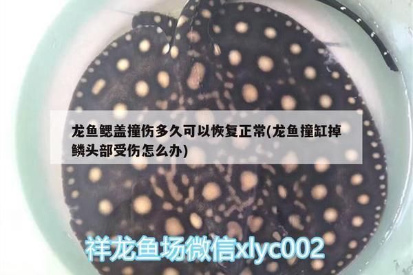 龍魚的飼養方法和注意事項：龍魚腮蓋受傷后可以恢復嗎