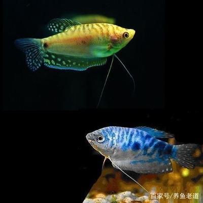 龍魚對(duì)水質(zhì)的要求高嗎：龍魚對(duì)水質(zhì)的要求很高嗎？