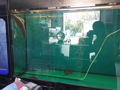 養(yǎng)龍魚(yú)怎么清洗魚(yú)缸內(nèi)部污垢：養(yǎng)龍魚(yú)怎么清洗魚(yú)缸