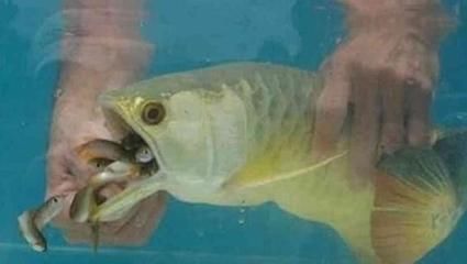 金龍魚不吃飯的原因：金龍魚不吃飯可能由多種因素引起金龍魚拒食的原因